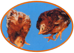 新宝GG「创造奇迹的游戏平台」